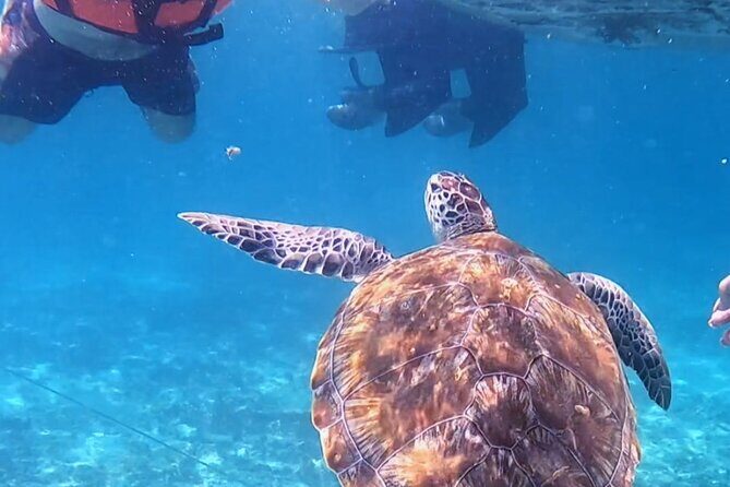 1.5 hours Snorkeling at Tulum's paradise reef - From the Ruins to Reef: How the Itinerary Actually Flows