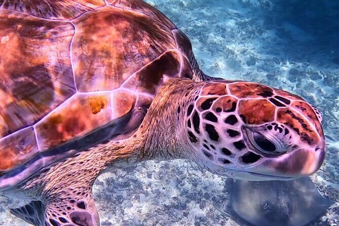 1.5 hours Snorkeling at Tulum's paradise reef - Wildlife You Actually Came For: Turtles, Rays, and Big Fish Moments