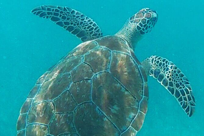 1.5 hours Snorkeling at Tulum's paradise reef - Quick Planning Tips for a Smoother Day