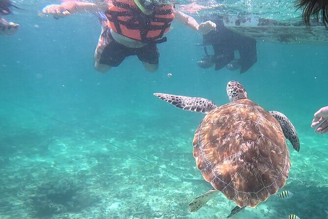 2-Hour Snorkeling in Two Spots of Tulum's Reef - Two Snorkel Stops in Tulum National Park: What the 2 Hours Feel Like