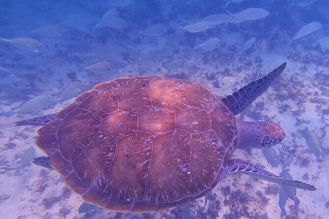 2-Hour Snorkeling in Two Spots of Tulum's Reef - Meeting Point and Jaguar Park Route: How to Avoid the Usual Headaches