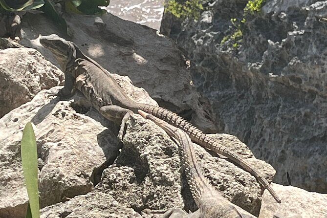 3 in 1 Experience in Tulum - Who should book this 3-in-1, and who should skip it