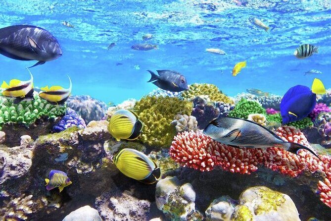 Aquatic Paradise in Tulum: Snorkel Yalku, Swim Cenote & Kaan Luum - FAQ