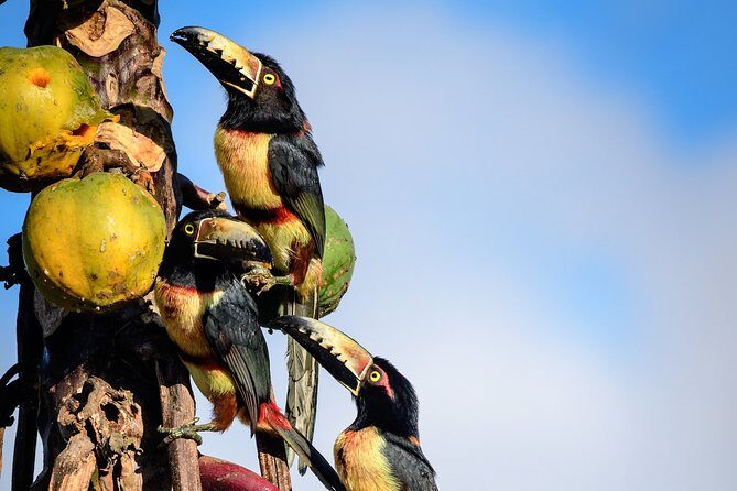 Bird Watching in Sian Ka´an Muyil - Timing, Transport, and the Reality of a Closed Ruins Day