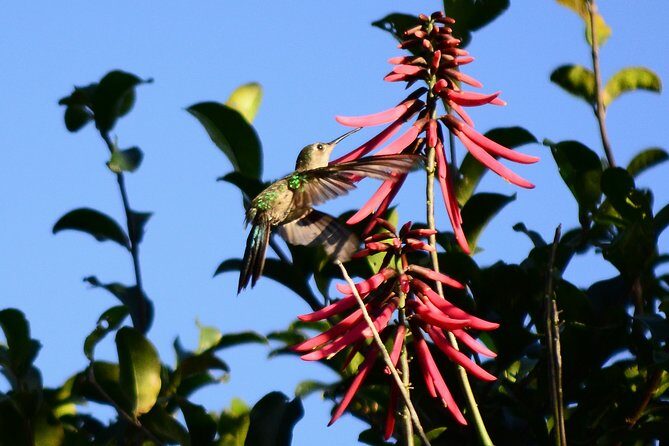 Bird Watching in Sian Ka´an Muyil - Value at $119: What’s Included vs. What You Pay Extra