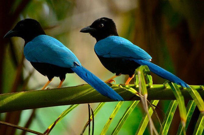 Birdwatching in Coba from Tulum - Shared Group Tour - Why Cobá Birding Works Better Than a Ruins-Only Morning
