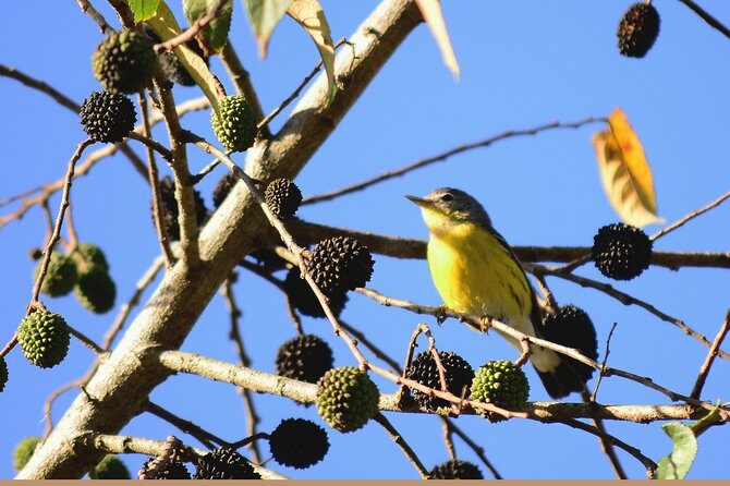 Birdwatching in Coba from Tulum - Shared Group Tour - Cobá Archaeological Site Birding (2 Hours With Tickets Handled)