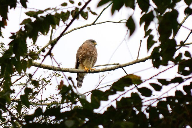 Birdwatching in Coba from Tulum - Shared Group Tour - Guides You’ll Actually Want to Follow (Miguel, Claudio, Luciano)