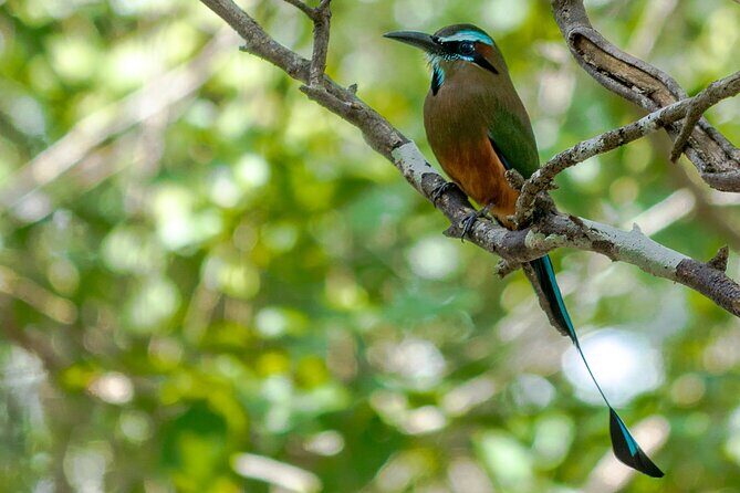 Birdwatching in Coba from Tulum - Shared Group Tour - What You’re Paying for With the $149 Price Tag