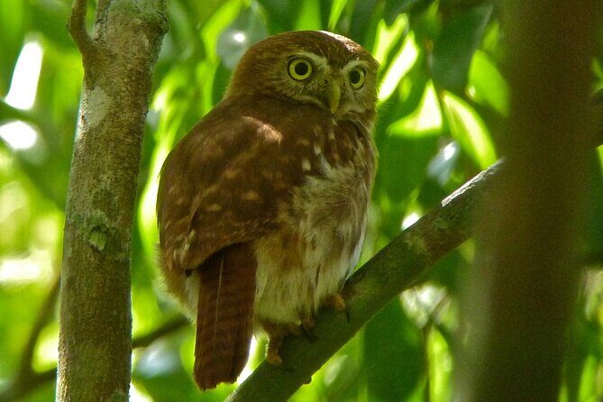 Birdwatching in Sian Ka´an Muyil from Tulum - Shared Group Tour - Lake Chunyaxche (optional): lagoons, canals, and a float through mangroves