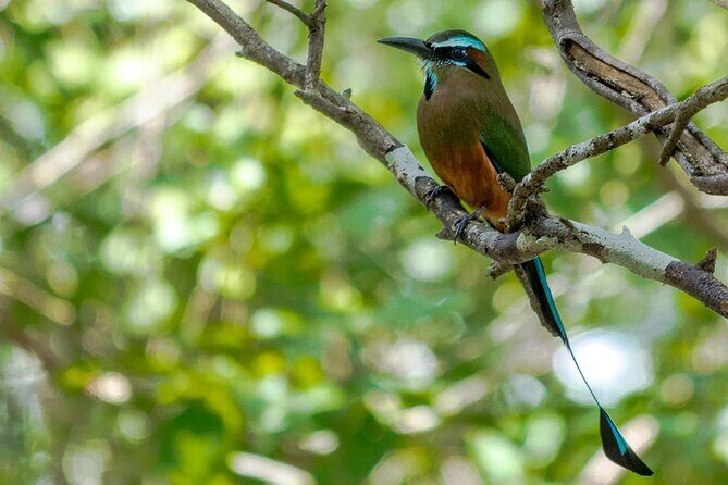Birdwatching in Sian Ka´an Muyil from Tulum - Shared Group Tour - Price and value: what $119 really covers