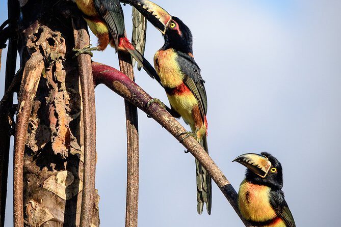 Birdwatching in Sian Ka´an Muyil from Tulum - Shared Group Tour - Stop 1 at the Mayan village of Muyil: 3 hours of bird time