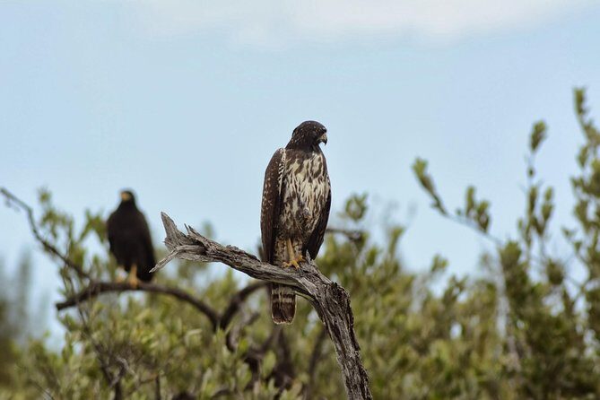 Birdwatching Sian Ka'an Biosphere Reserve - How the local guide helps you spot 40–80 species
