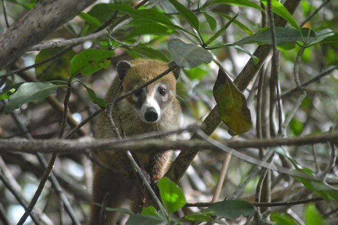 Birdwatching Sian Ka'an Biosphere Reserve - Binoculars and bird guide book: use them early