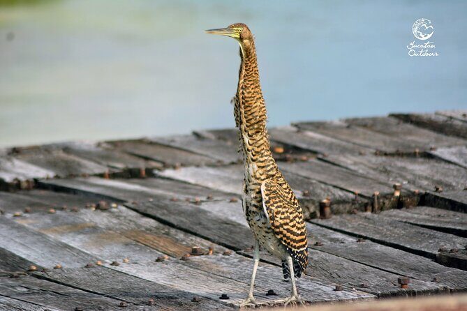 Birdwatching Sian Ka'an Biosphere Reserve - Transportation and group size: keep expectations realistic