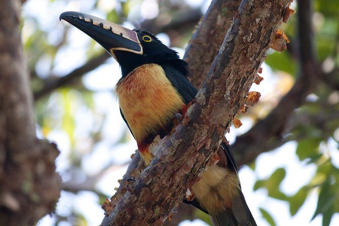 Birdwatching Sian Ka'an Biosphere Reserve - The price: is $165 worth it?