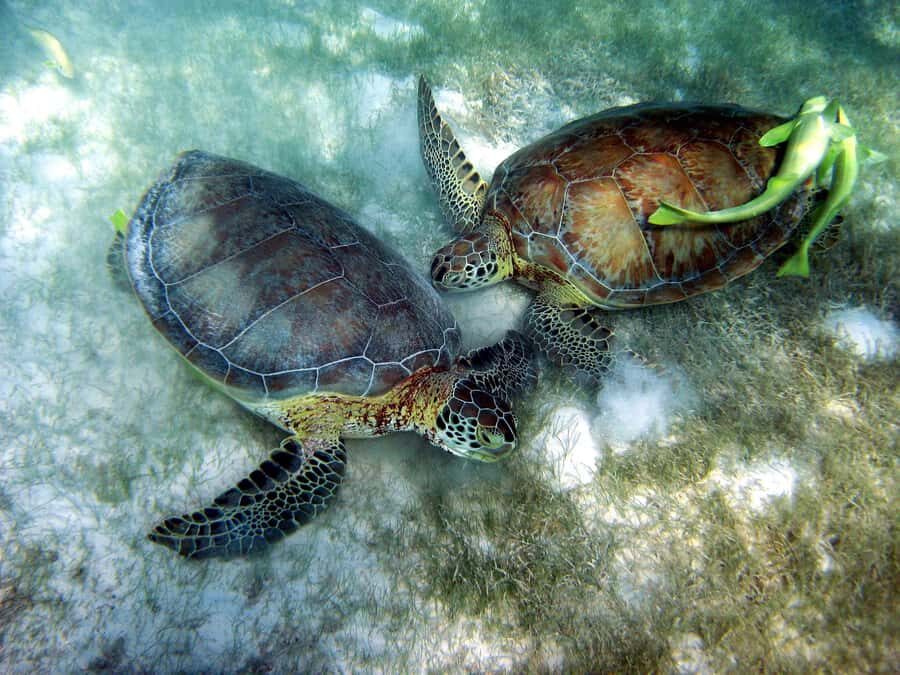 Cancun: Snorkeling tour with Sea Turtles & Cenote, half day. - Quick hits: what makes this tour tick