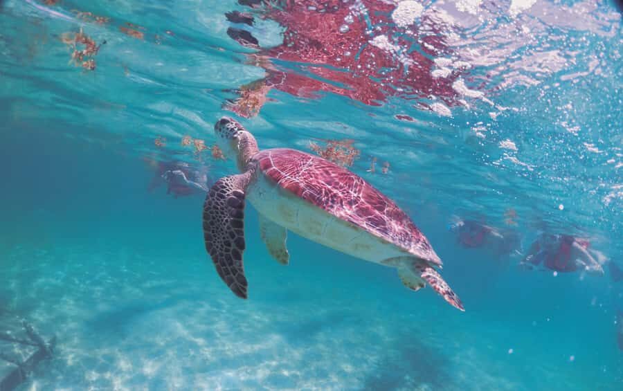 Cancun: Snorkeling tour with Sea Turtles & Cenote, half day. - Who this tour is best for (and who should skip it)