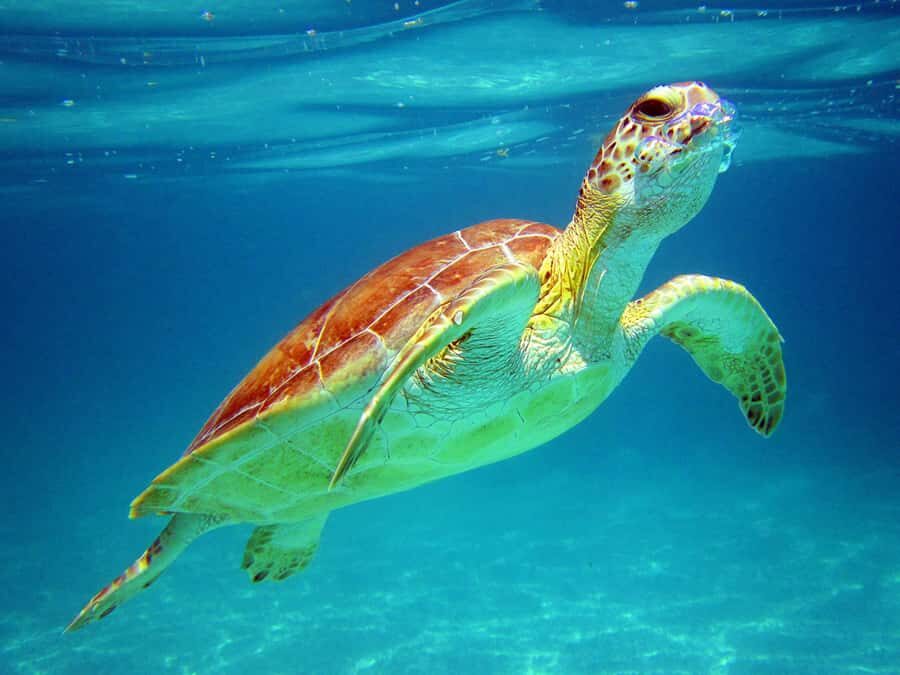 Cancun: Snorkeling tour with Sea Turtles & Cenote, half day. - Getting picked up around Cancun (and how to make it smooth)