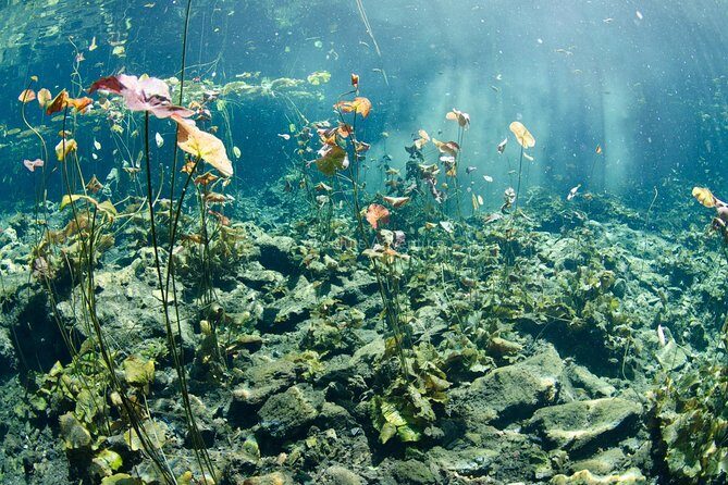 Cenotes Taak Bi Ha & Nicte Ha – VIP Snorkeling Private Tour - Who Should Book This Cenote Snorkeling VIP Tour