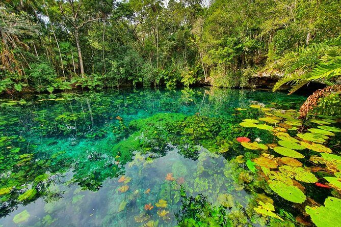 Cenotes trail jungle bike tour in Tulum with lunch - Jungle Lunch at a Private Setting: More Than Fuel