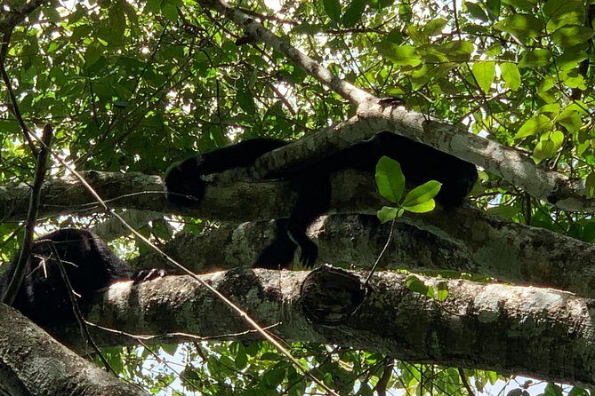 Coba Ruins and Punta Laguna Monkey Reserve Day Tour from Tulum - Who should book this tour (and who should pass)