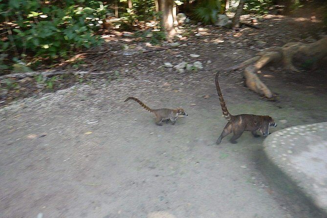 Cobá Ruins Tour (Private, Half Day) - Getting There: Hotel Pickup From Tulum, Akumal, or Puerto Aventuras