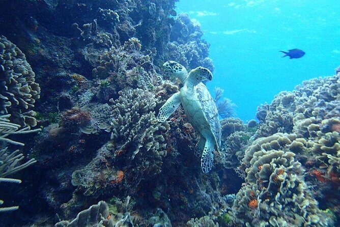 Cozumel Snorkel at El Cielo & 2 Reefs! Transportation from Tulum - 7:00 AM Pickup to Ferry Ride: The Transportation Reality from Tulum