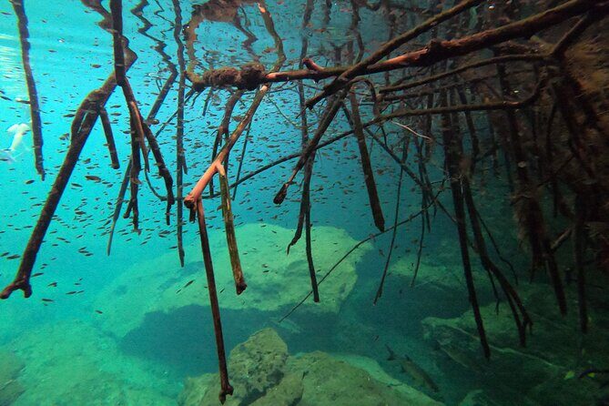 Freediving Intro for Beginners in a Cenote in Tulum Mexico - Price ($214.94) in real terms: where the value comes from