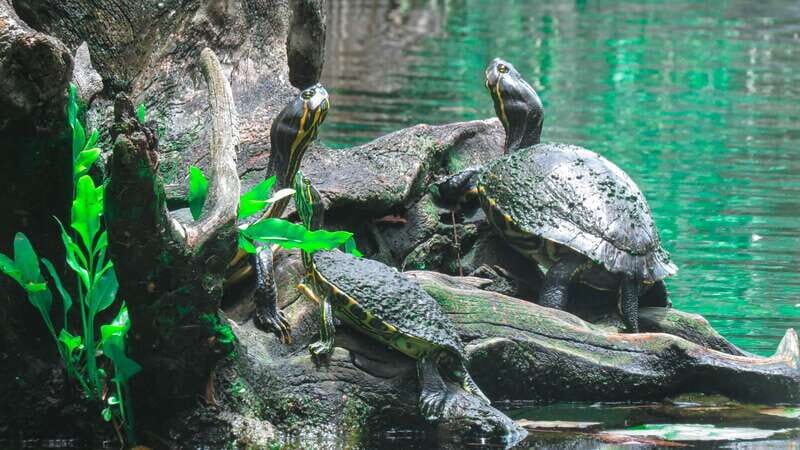 From Riviera Maya: 3 Cenotes Adventure Tour with Lunch - The jungle vegetarian picnic: the meal is part of the experience