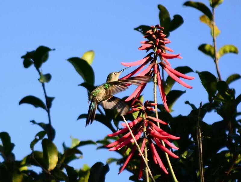 From Riviera Maya : Sian Ka'an Muyil Birdwatching with Guide - Key things I’d circle before you book