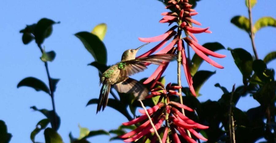 From Riviera Maya : Sian Ka'an Muyil Birdwatching with Guide - Photos, binoculars, and what to bring so you’re not stuck