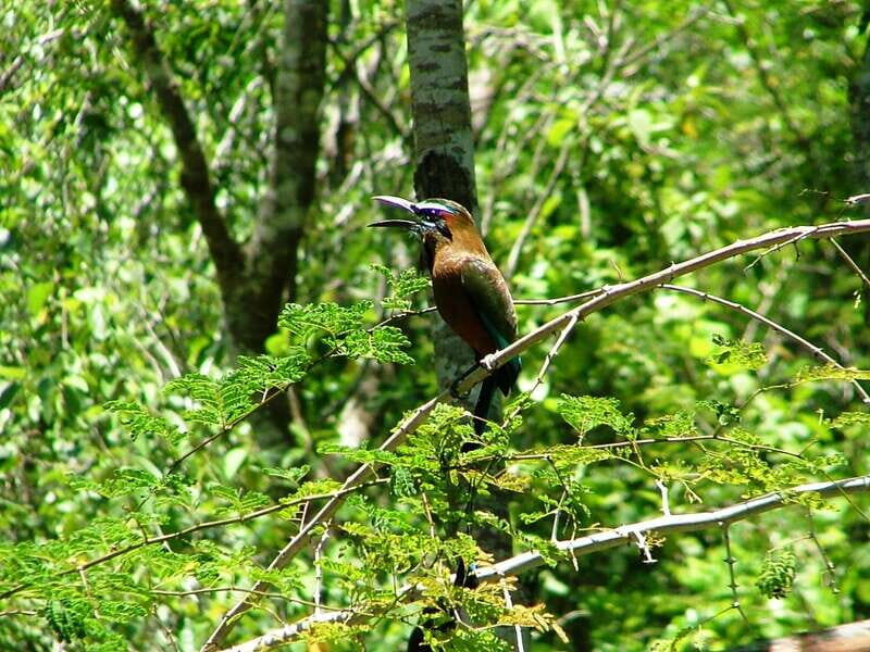 From Riviera Maya : Sian Ka'an Muyil Birdwatching with Guide - Where you meet: Muyil ruins parking, not a hotel lobby