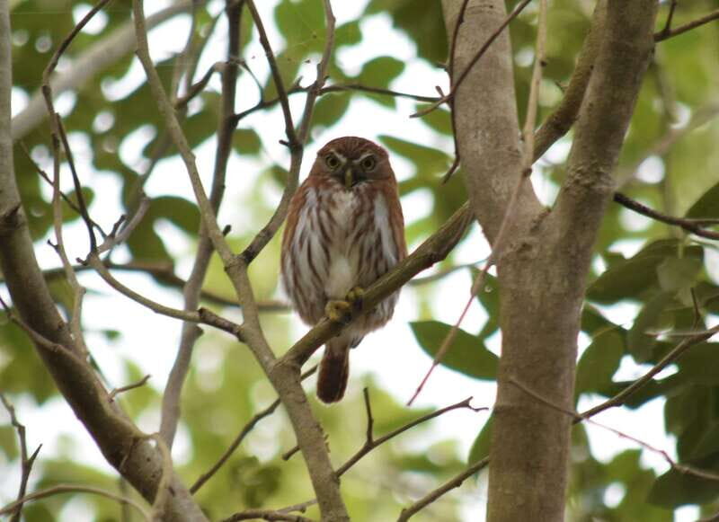 From Riviera Maya : Sian Ka'an Muyil Birdwatching with Guide - 9:30 AM Muyil archaeological zone birding: scans, stops, and habitat shifts