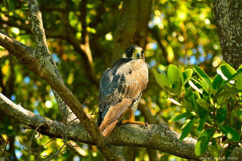 From Riviera Maya : Sian Ka'an Muyil Birdwatching with Guide - Price and logistics: what your $119 actually buys