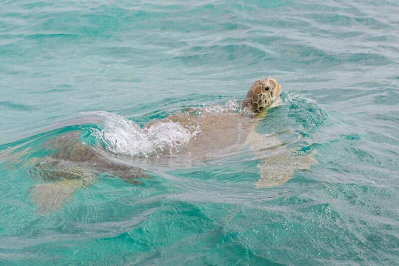 From Tulum: Sian Kaan Boat Trip Adventure with Lunch - Should you book this Sian Ka’an boat trip with lunch?