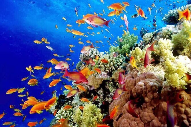Full-Day ATV + 4 Ziplines + Cenote Swim + Yalkú Snorkeling - The full-day plan in plain English (and how it feels)