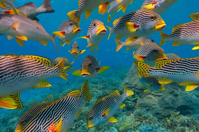 Full-Day ATV + 4 Ziplines + Cenote Swim + Yalkú Snorkeling - Money stuff that can surprise you: price, tax, and photos
