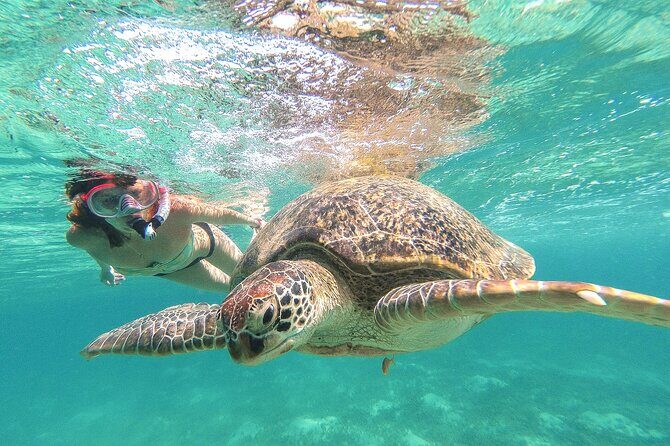 Full Day Tour to Tulum Cenote and Swim with Turtles in Akumal - Why This Tulum + Cenote + Turtles Day Works So Well