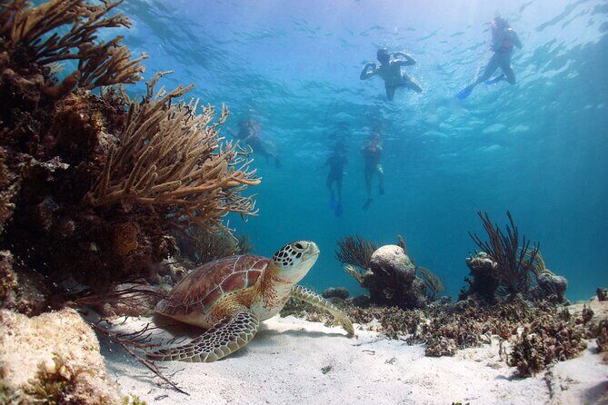 Full Day Tour to Tulum Cenote and Swim with Turtles in Akumal - Pickup, Timing, and How the Day Actually Flows