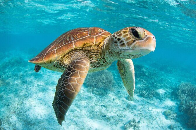 Full Day Tour to Tulum Cenote and Swim with Turtles in Akumal - Who This Tour Fits Best (and Who Should Think Twice)