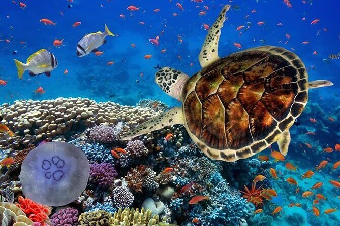 Full-dayTurtle Adventure: ATV, Zipline, Cenote & Turtle Swim - Where the Turtle Adventure fits in Tulum
