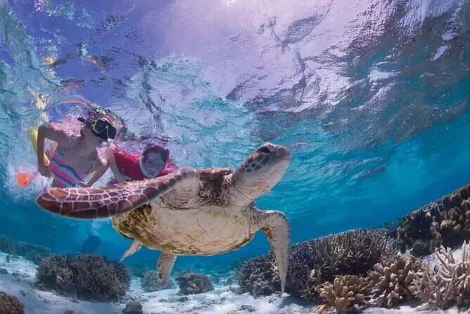 Full-dayTurtle Adventure: ATV, Zipline, Cenote & Turtle Swim - Cenote swim through an underground river: the best cooling-off moment