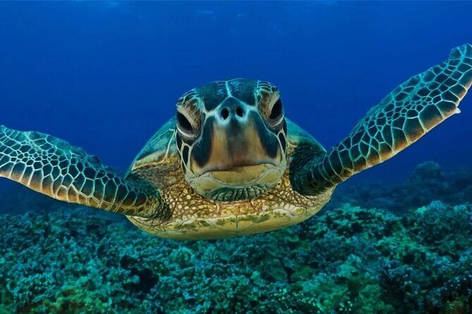 Full-dayTurtle Adventure: ATV, Zipline, Cenote & Turtle Swim - Price and value: $130 plus taxes, with extras you should plan for