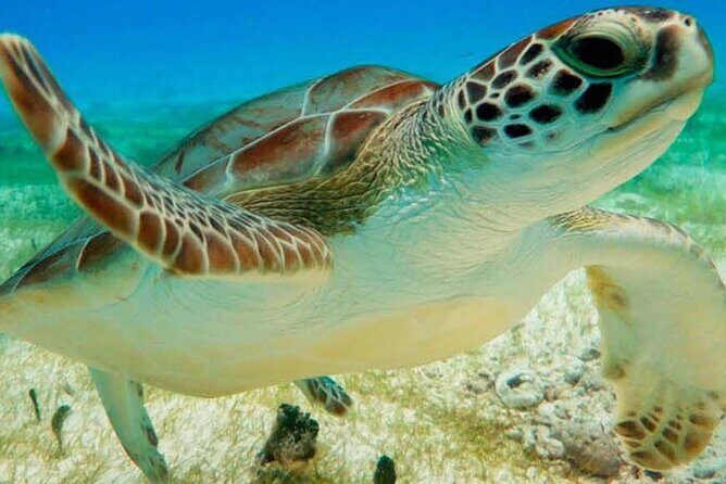 Half Day Private Snorkeling with Turtles and Majestic Cenotes - Key highlights you’ll actually notice