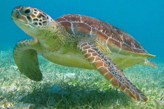 Half Day Private Snorkeling with Turtles and Majestic Cenotes - A certified private guide makes the water feel simple