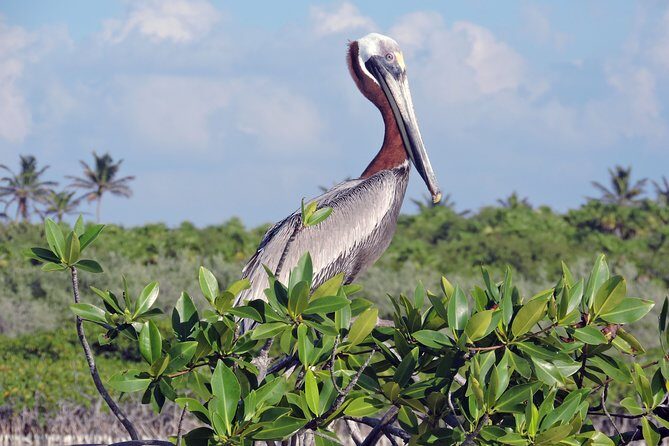 Kayak Sian Ka’an Biosphere Reserve Sunset Tour - Value at $150: what makes it worth it
