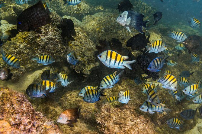 Magical Cenote and Paradise Lagoon Snorkeling Adventure - Price and value: what $99 covers, and what can add up