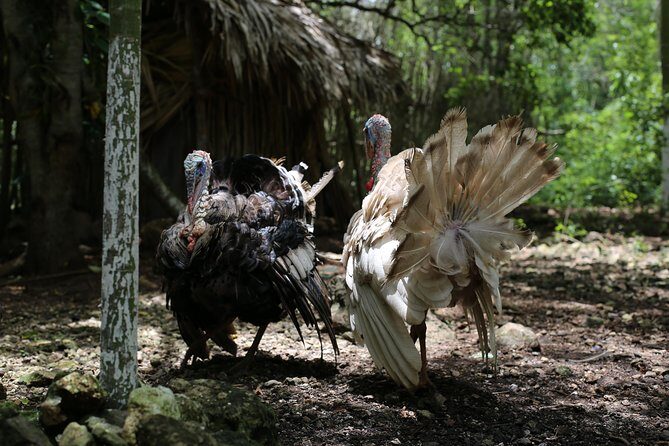 Mayan Backroads Private Bike Tour from Tulum - Price and value: what $324 buys (and how to judge it)