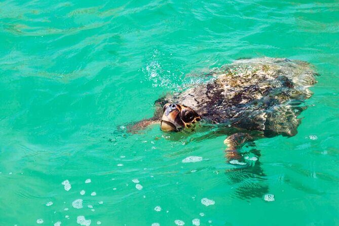 Nature Day, Sian Kaan Biosphere Tour! Round Transportation from Tulum City - Picking Up in Tulum: The 7:30 AM Start (and What It Means)